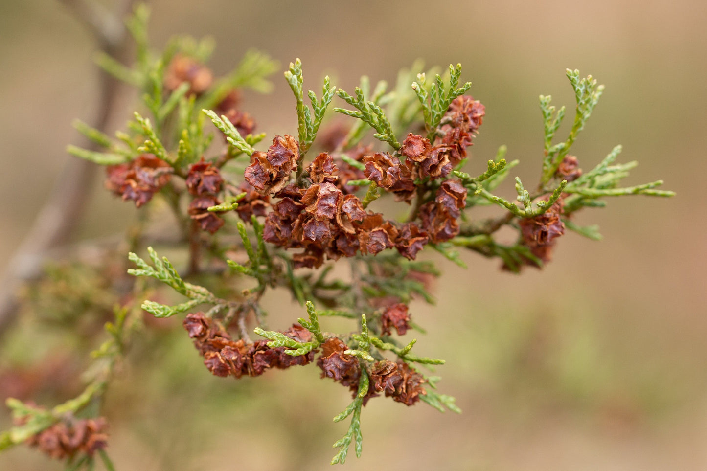 Atlantic White Cedar Chamaecyparis thyoides 100 Seeds