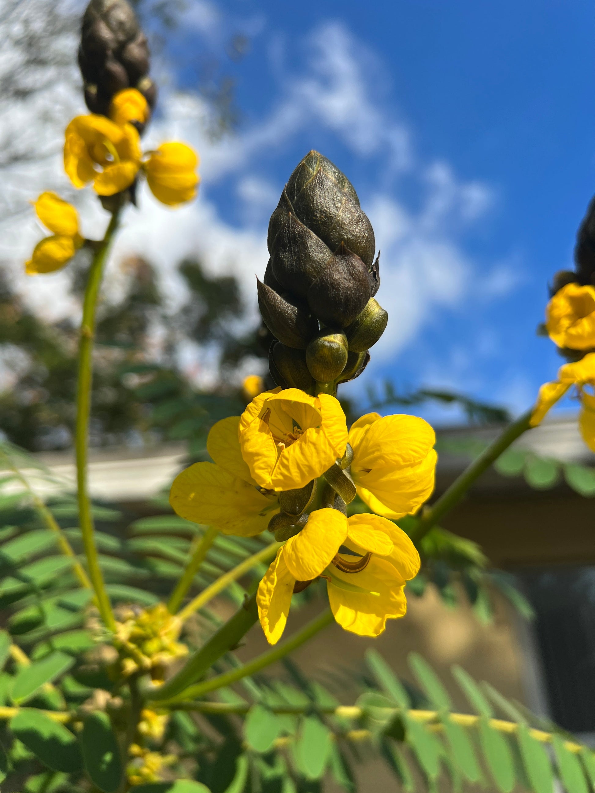 popcorn plant seeds Popcorn Cassia 10 Seeds Cassia didymobotrya – R&B Floridaseeds