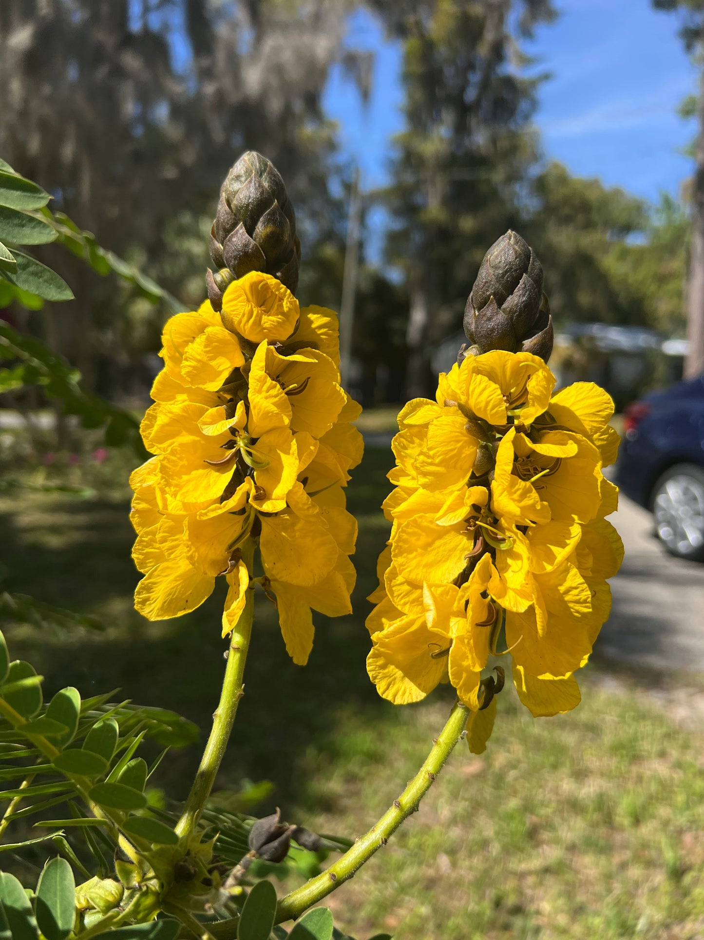 Popcorn Cassia  10 Seeds  Cassia didymobotrya