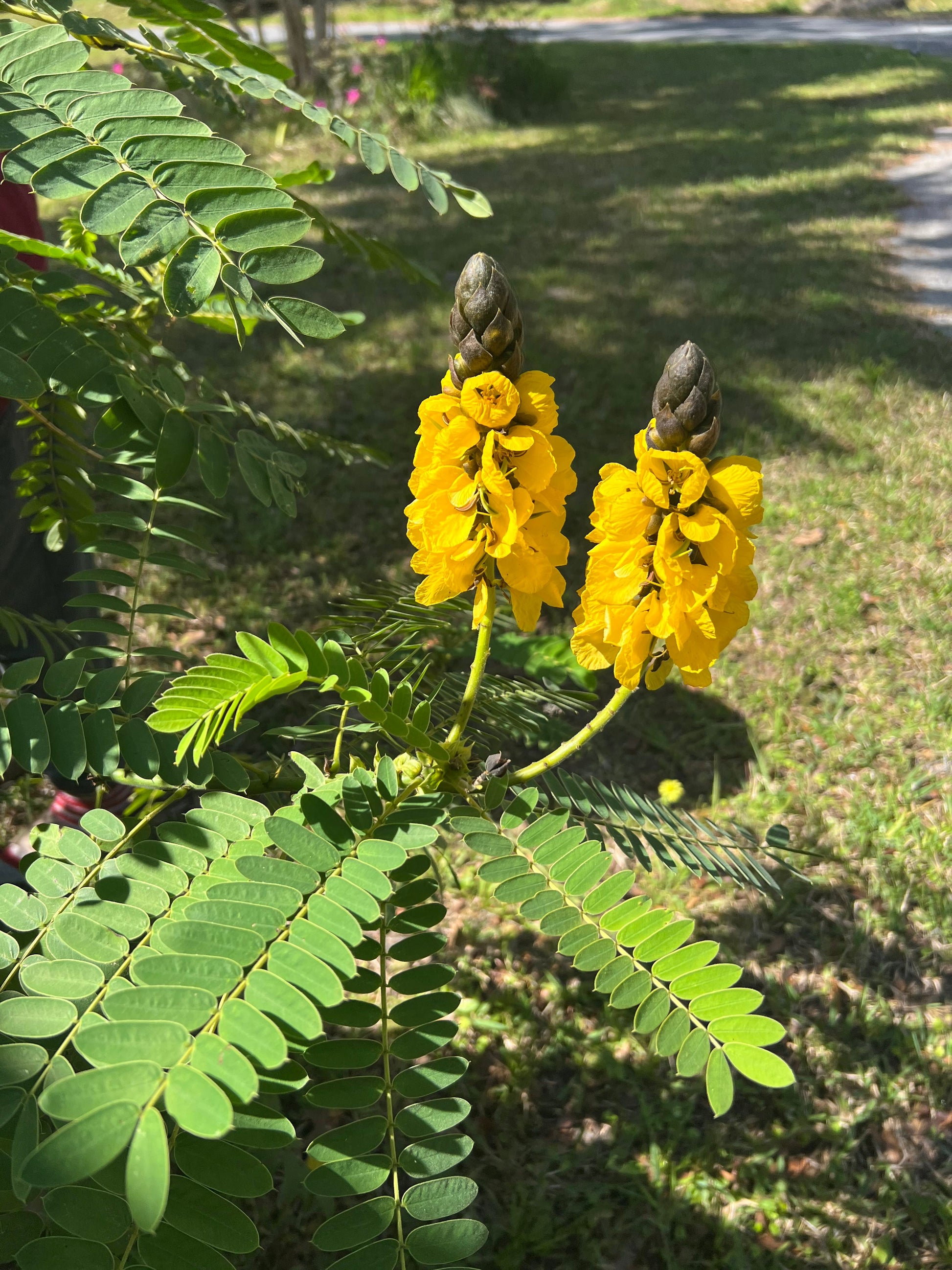 cassia popcorn plant seeds Popcorn Cassia 10 Seeds Cassia didymobotrya – R&B Floridaseeds