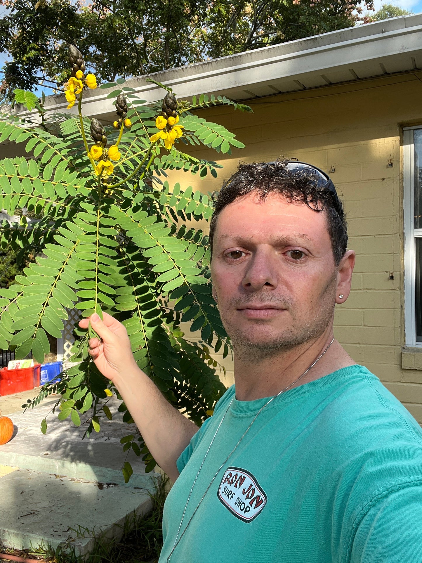 Popcorn Cassia  10 Seeds  Cassia didymobotrya