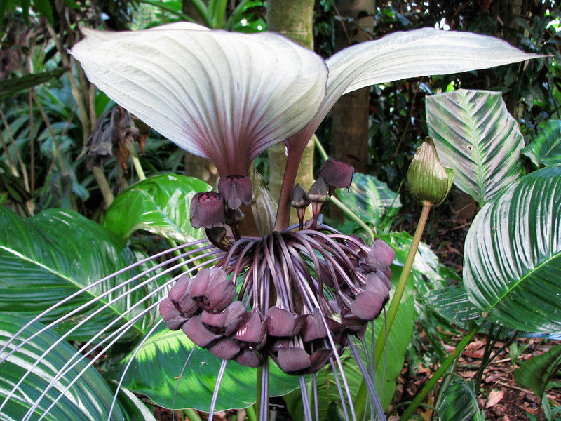 bat flower seeds for sale White Bat Flower 20 Seeds Tacca integrifolia – R&B Floridaseeds