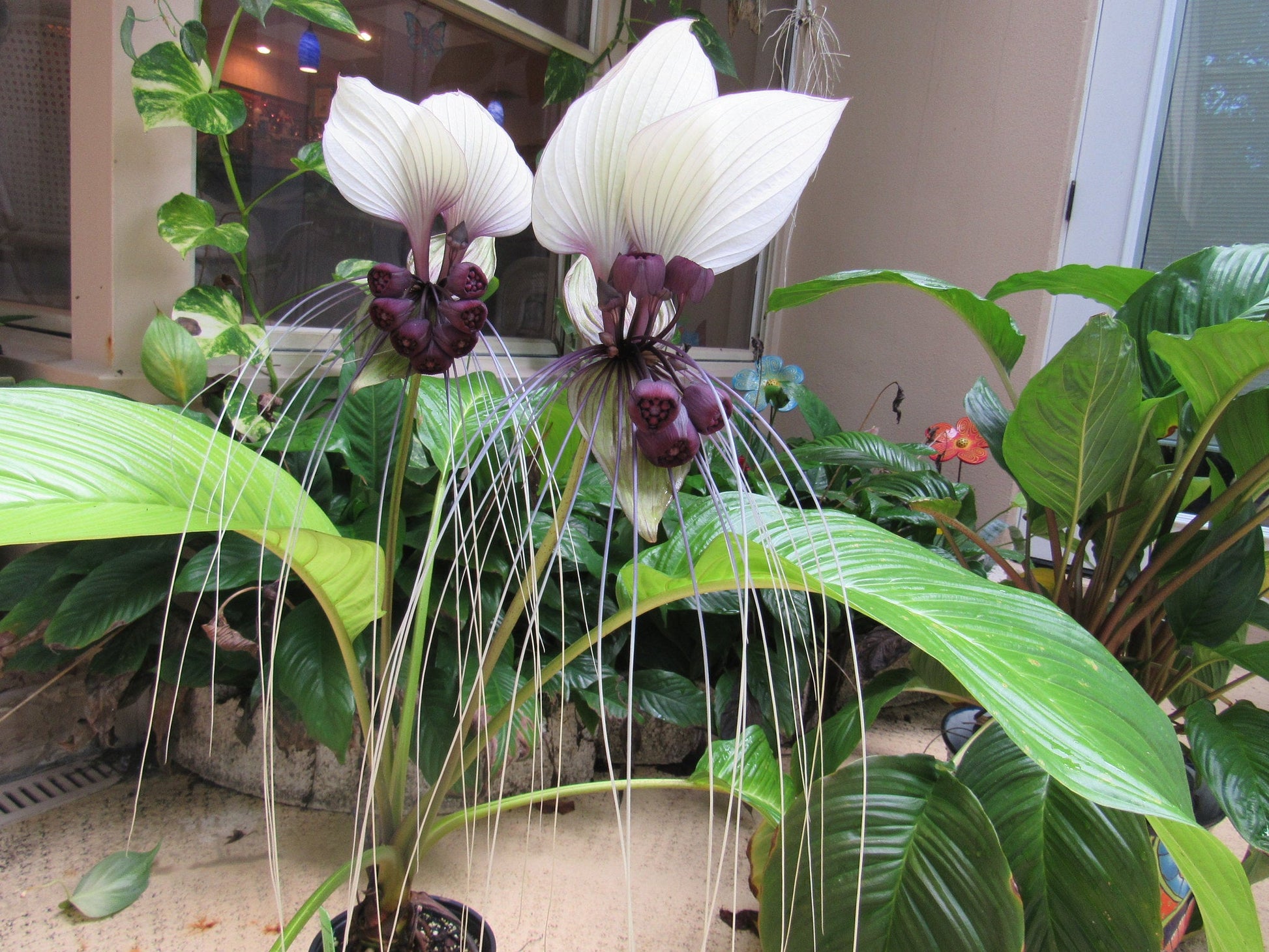 white bat plant seeds White Bat Flower 20 Seeds Tacca integrifolia – R&B Floridaseeds
