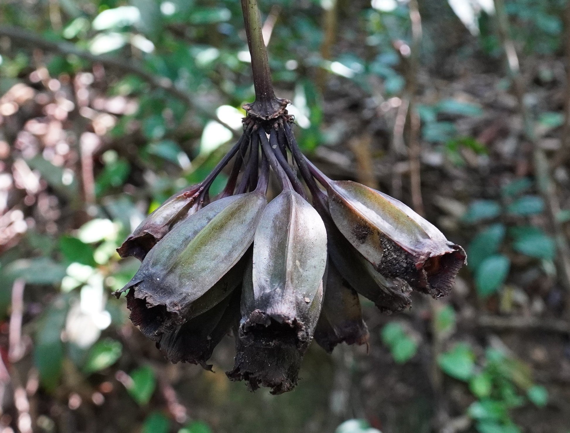 bat flower seeds for sale White Bat Flower 20 Seeds Tacca integrifolia – R&B Floridaseeds