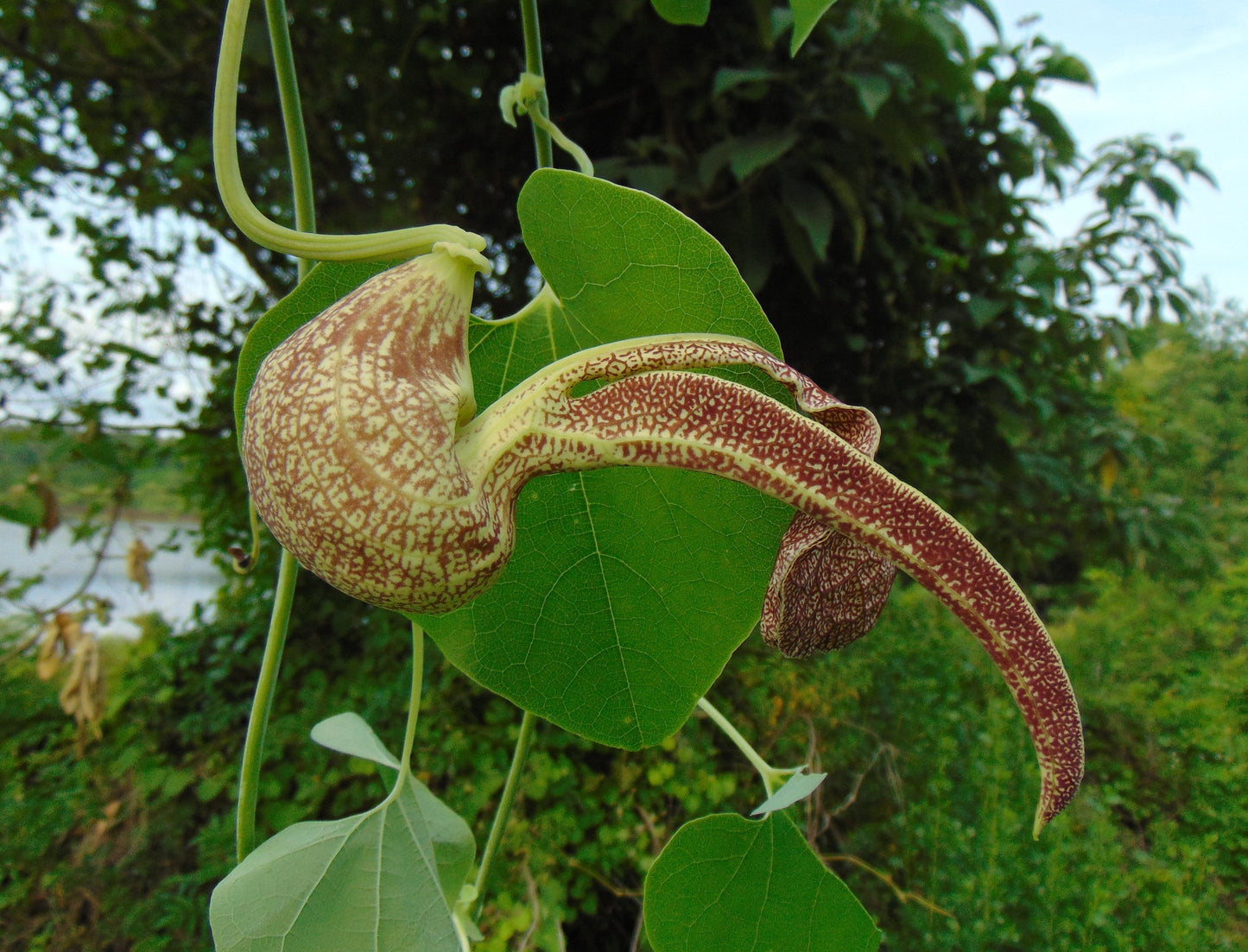 Mottled Dutchmans Pipe  10 Seeds  Aristolochia labiata