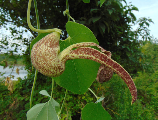 Mottled Dutchmans Pipe  10 Seeds  Aristolochia labiata