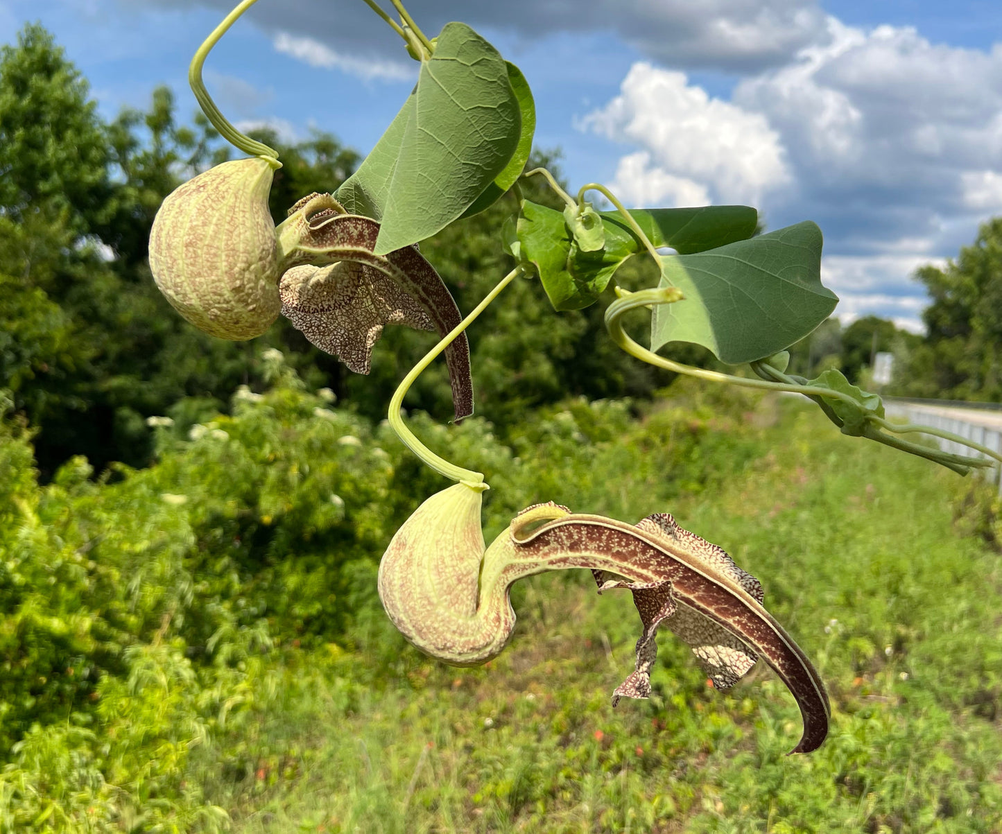 Mottled Dutchmans Pipe  10 Seeds  Aristolochia labiata