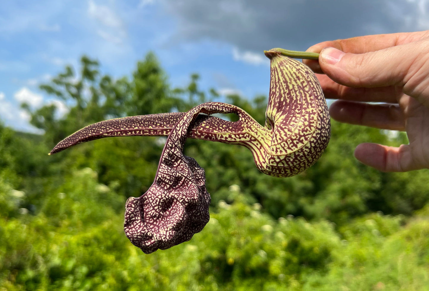 Mottled Dutchmans Pipe  10 Seeds  Aristolochia labiata