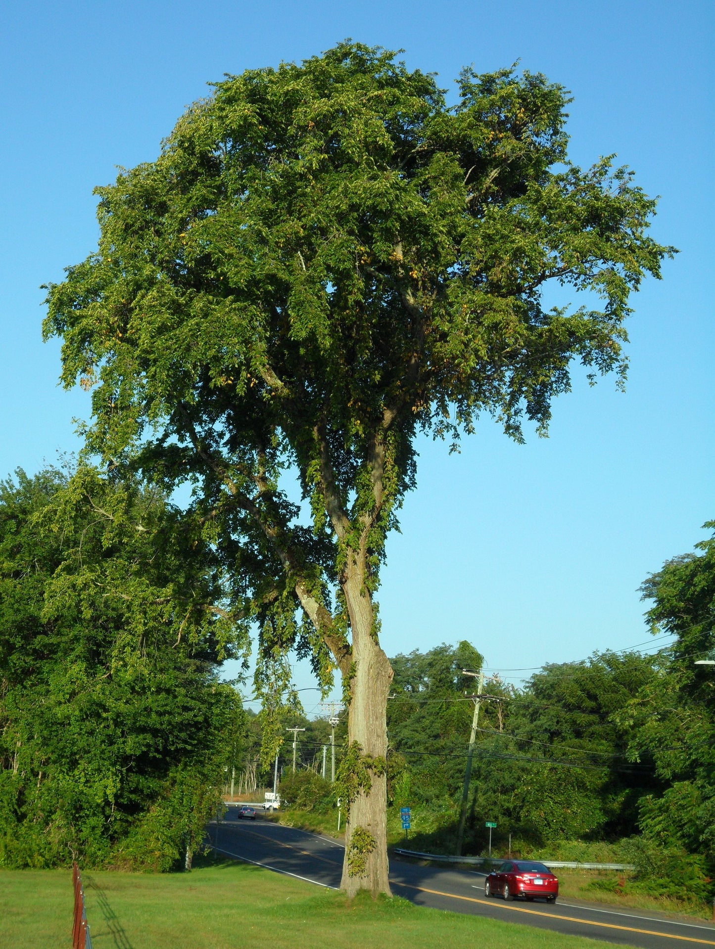 American Elm Ulmus americana 100 Seeds