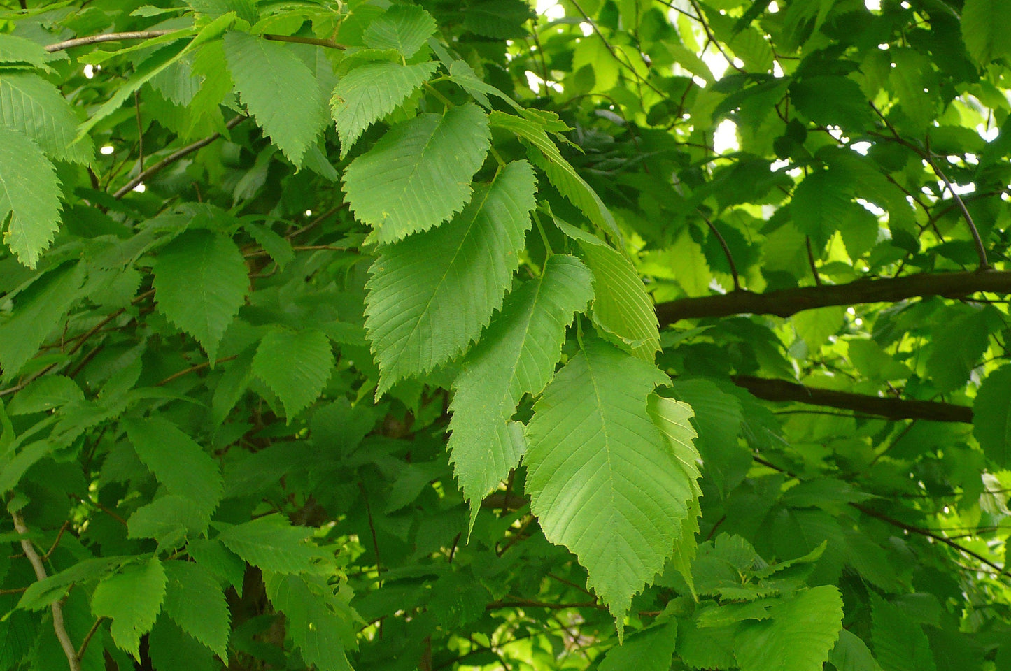 American Elm Ulmus americana 100 Seeds