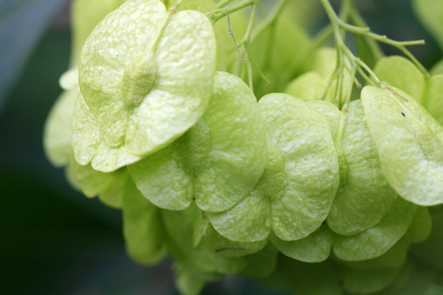 American Elm Ulmus americana 100 Seeds