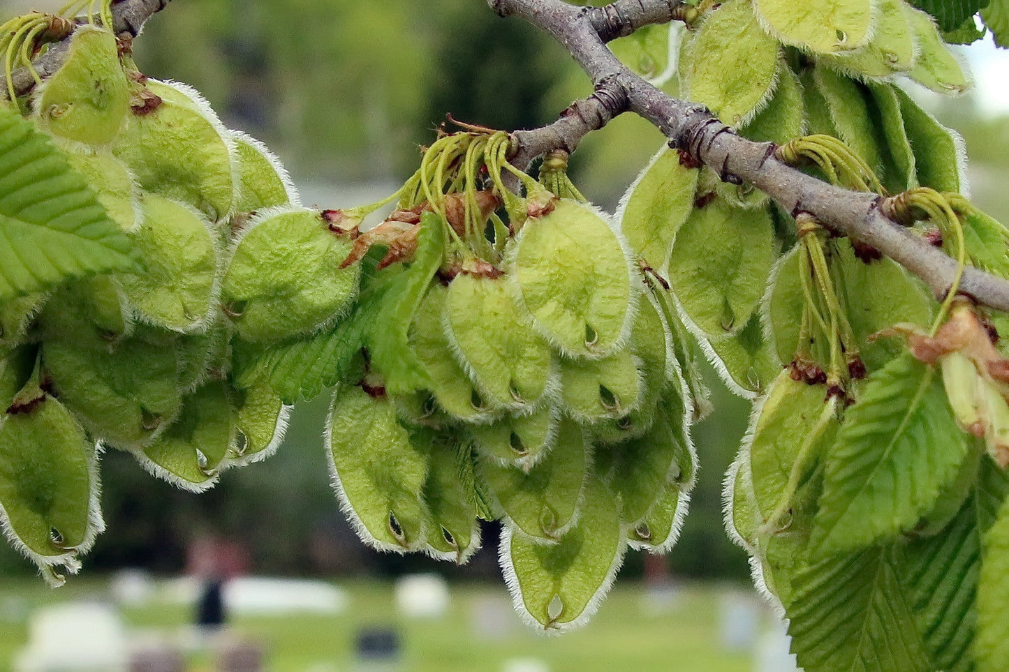 American Elm Ulmus americana 100 Seeds
