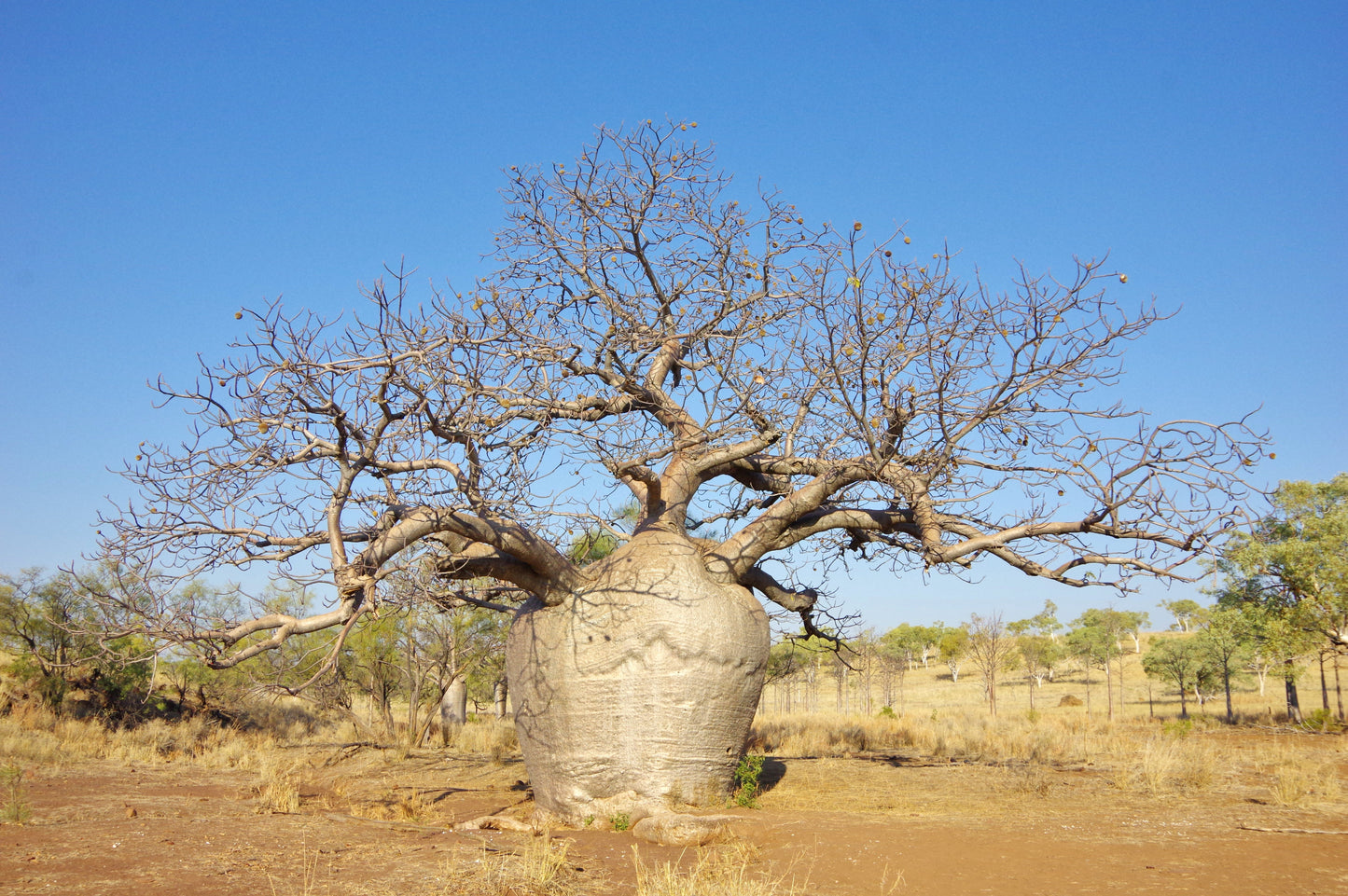 Australian Baobab  5 Seeds  Adansonia gregorii
