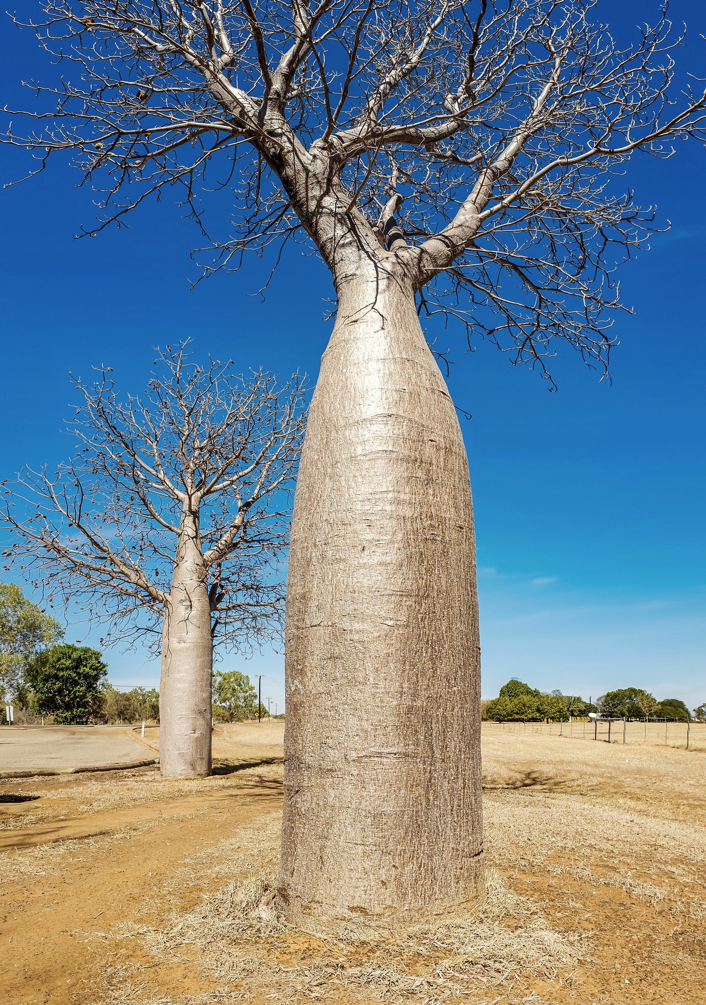 Australian Baobab  5 Seeds  Adansonia gregorii