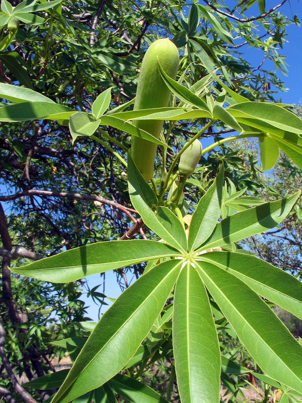 Australian Baobab  5 Seeds  Adansonia gregorii