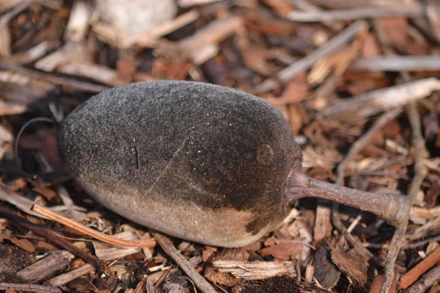 Australian Baobab  5 Seeds  Adansonia gregorii