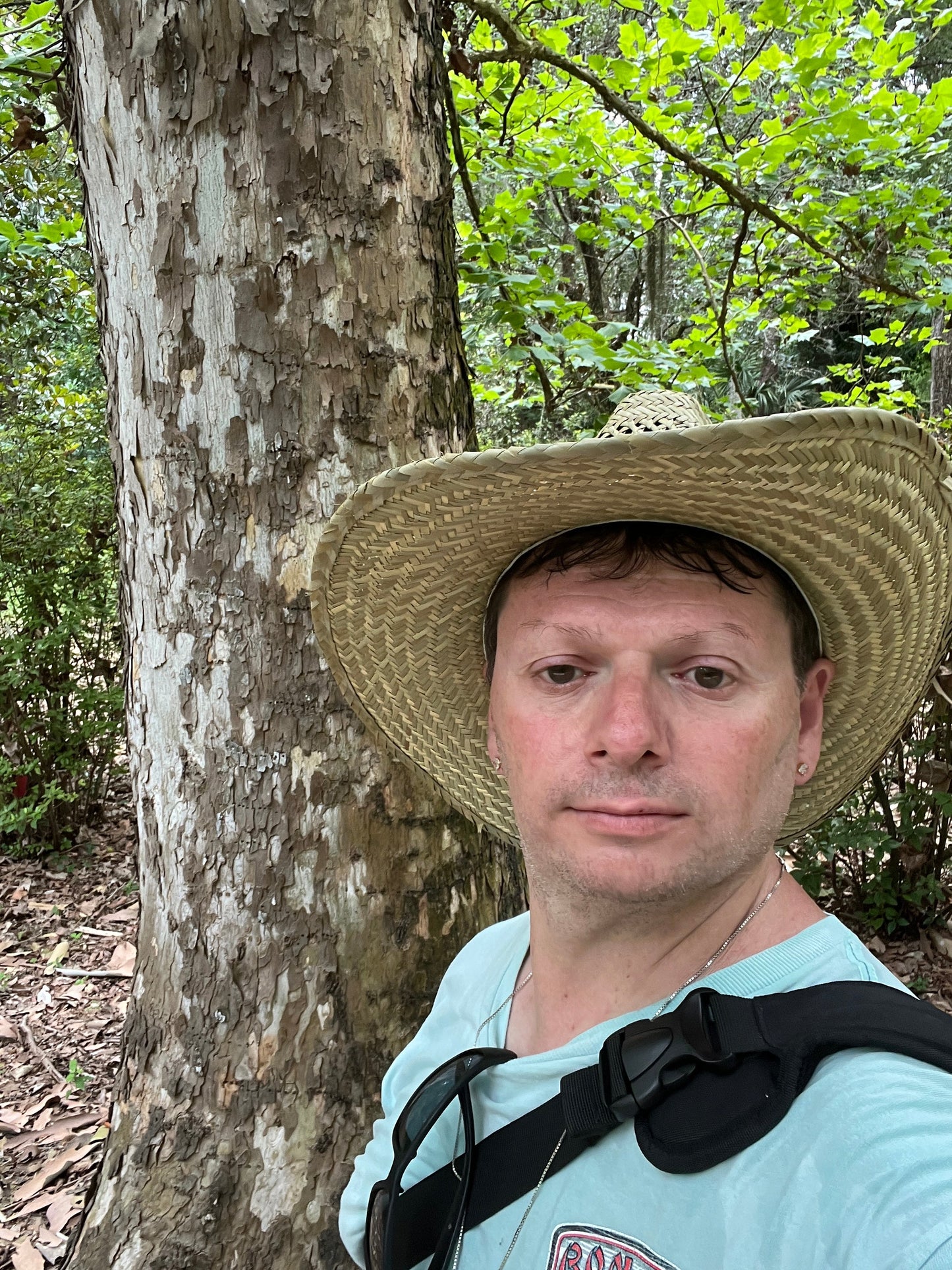 American Sycamore Moon Tree Platanus occidentalis 100 Seeds