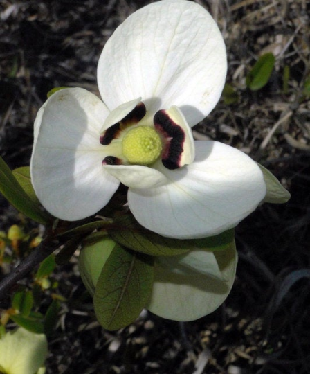 big flower seeds Bigflower Pawpaw 10 Seeds Asimina obovata – R&B Floridaseeds