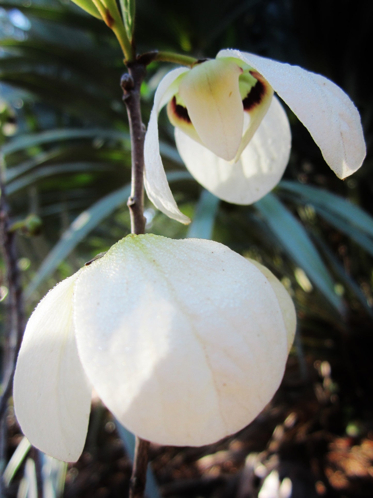 Bigflower Pawpaw Asimina obovata 10 Seeds