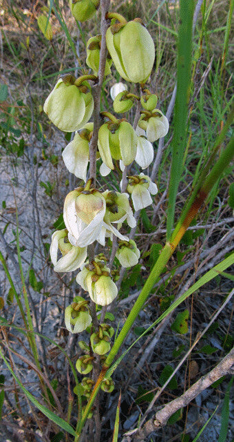 Bigflower Pawpaw Asimina obovata 10 Seeds