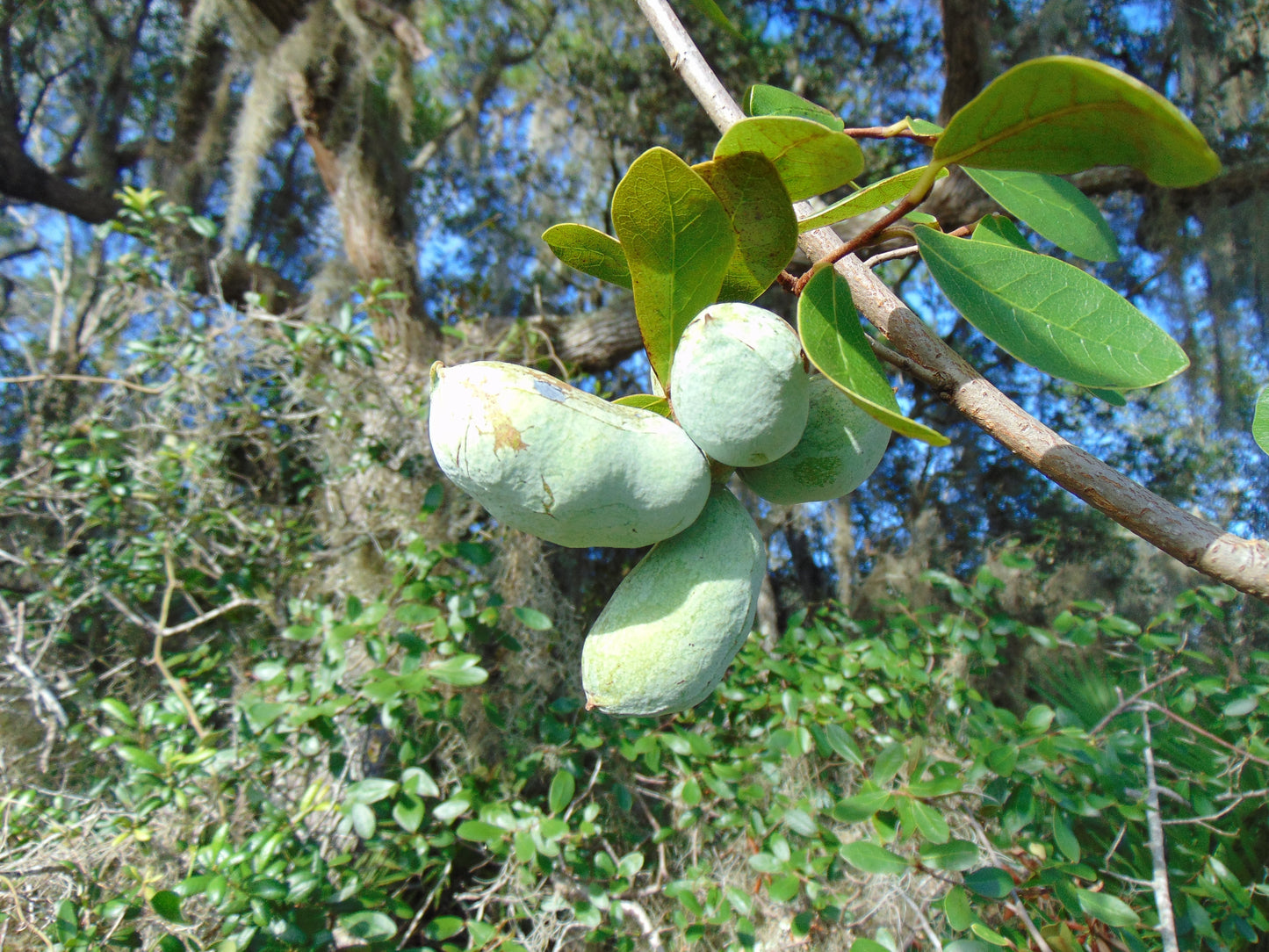 Bigflower Pawpaw Asimina obovata 10 Seeds