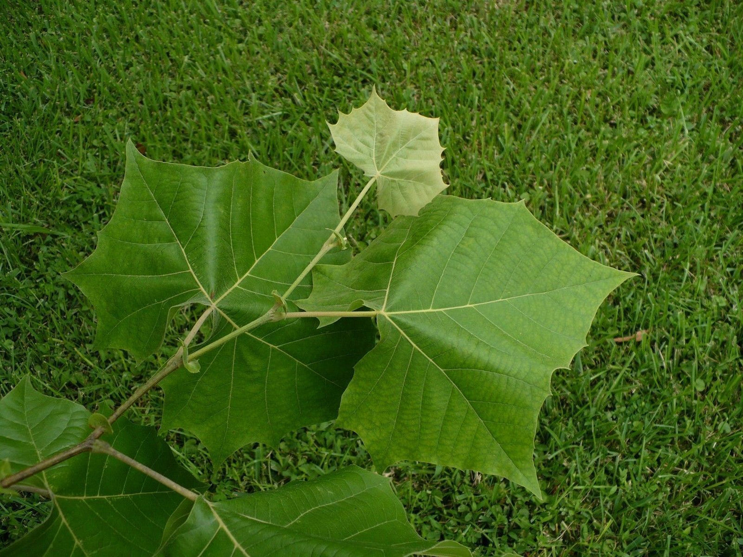 American Sycamore Moon Tree Platanus occidentalis 100 Seeds