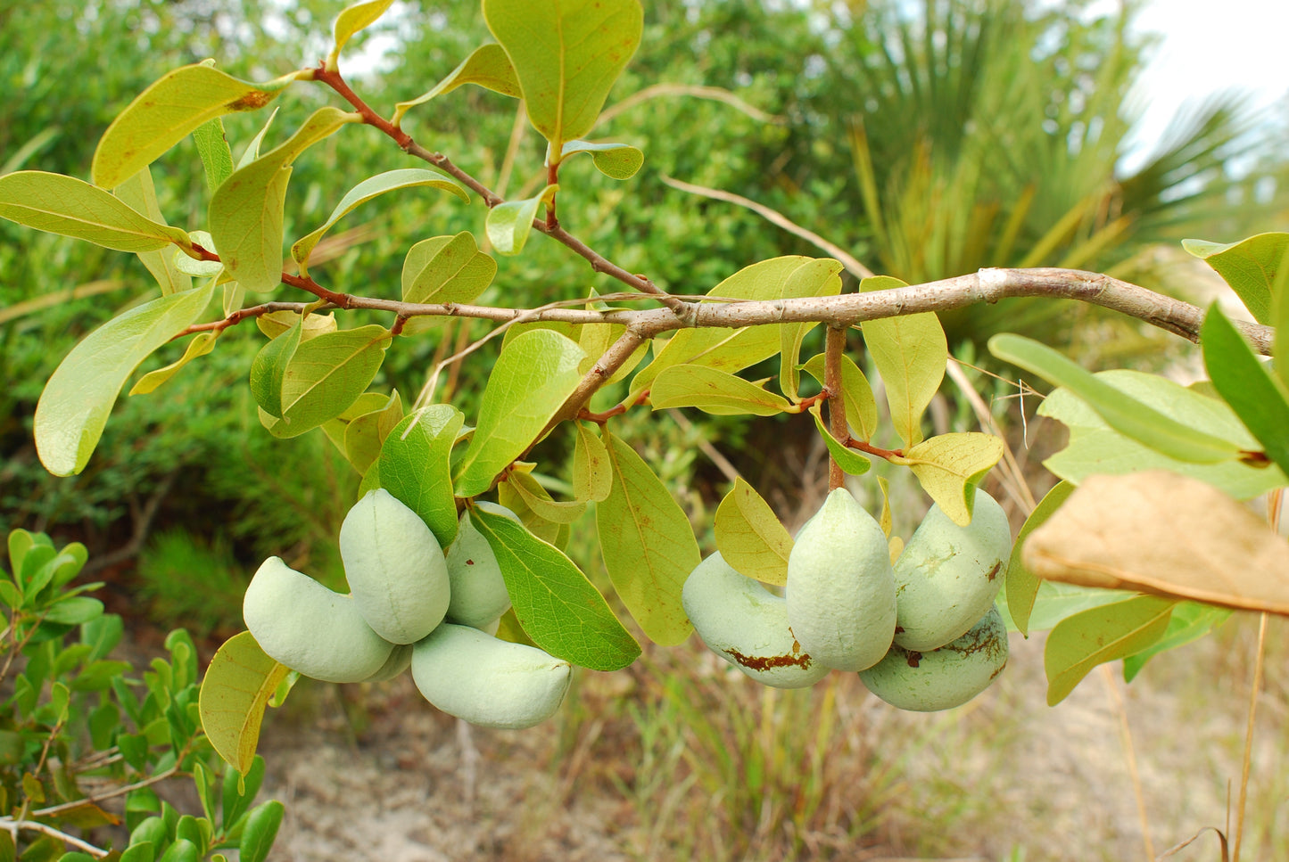 Bigflower Pawpaw Asimina obovata 10 Seeds