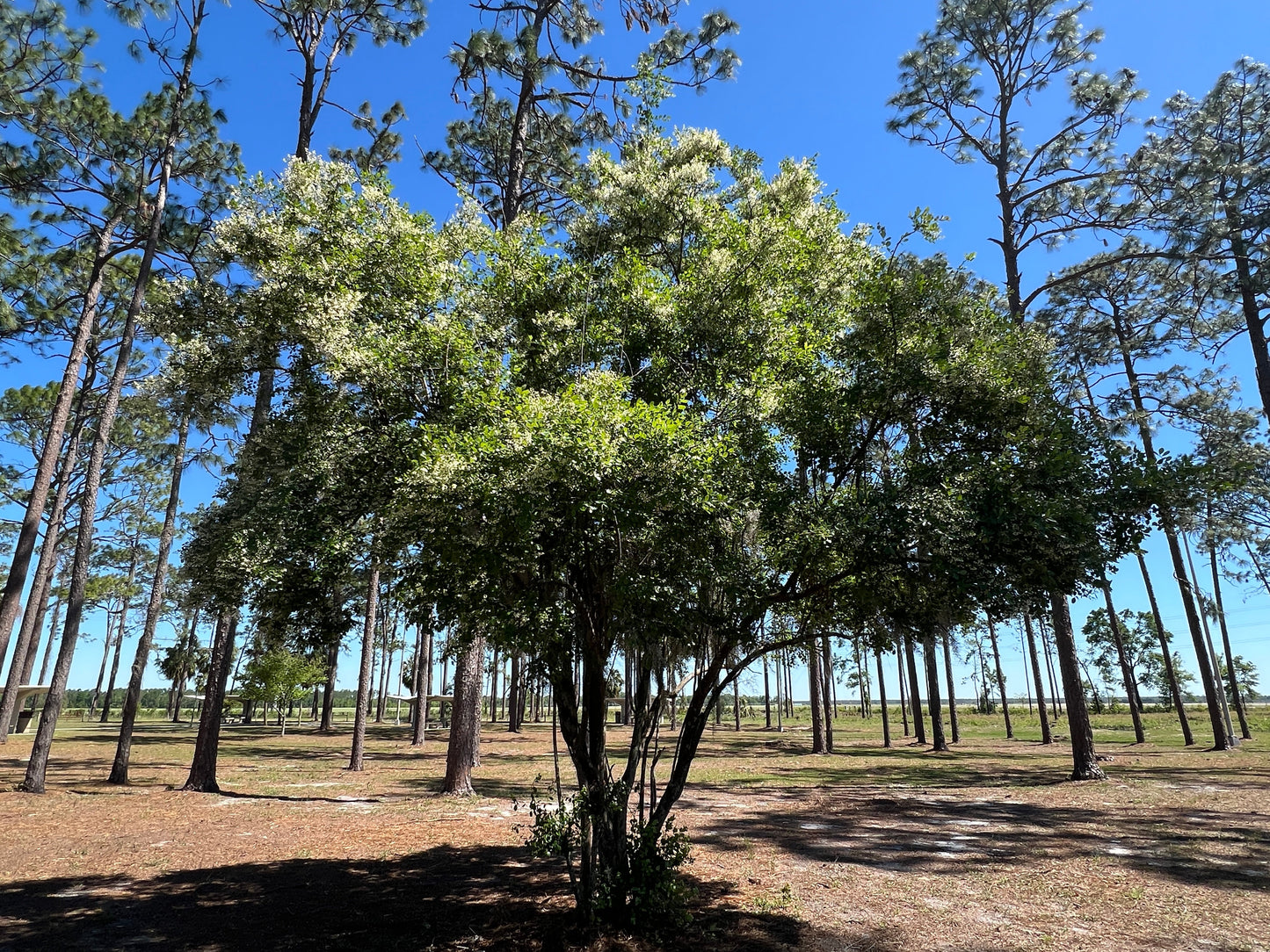 Sparkleberry Vaccinium arboreum 100 Seeds