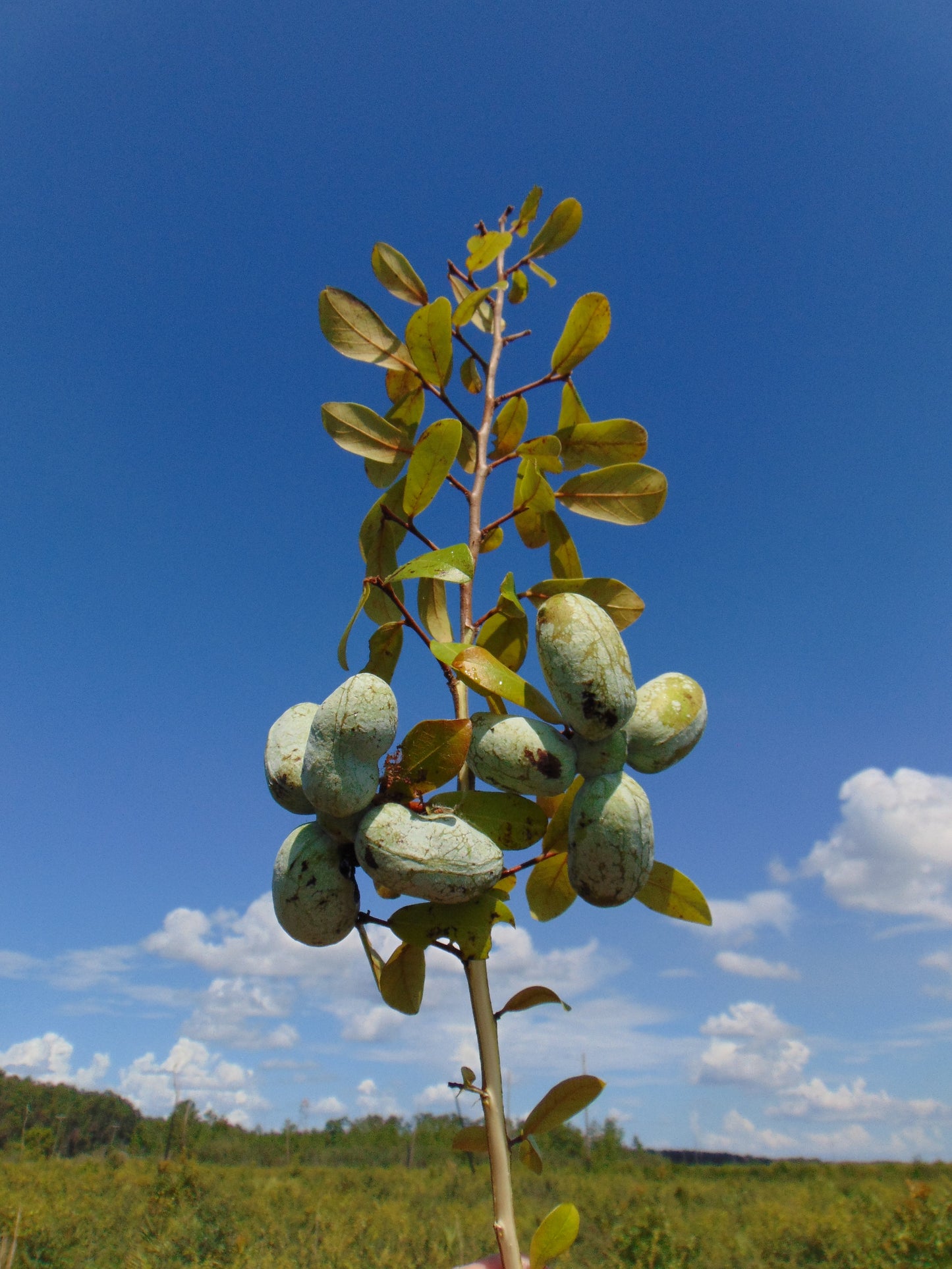 Bigflower Pawpaw Asimina obovata 10 Seeds