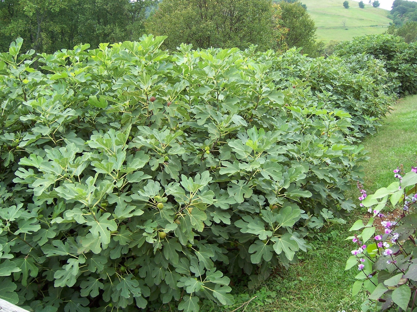 Common Fig Ficus carica 100 Seeds