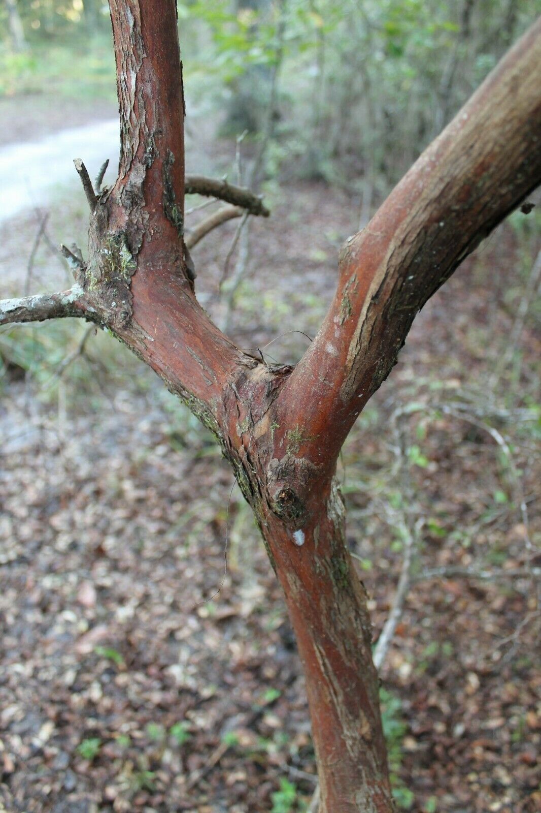 Sparkleberry Vaccinium arboreum 100 Seeds