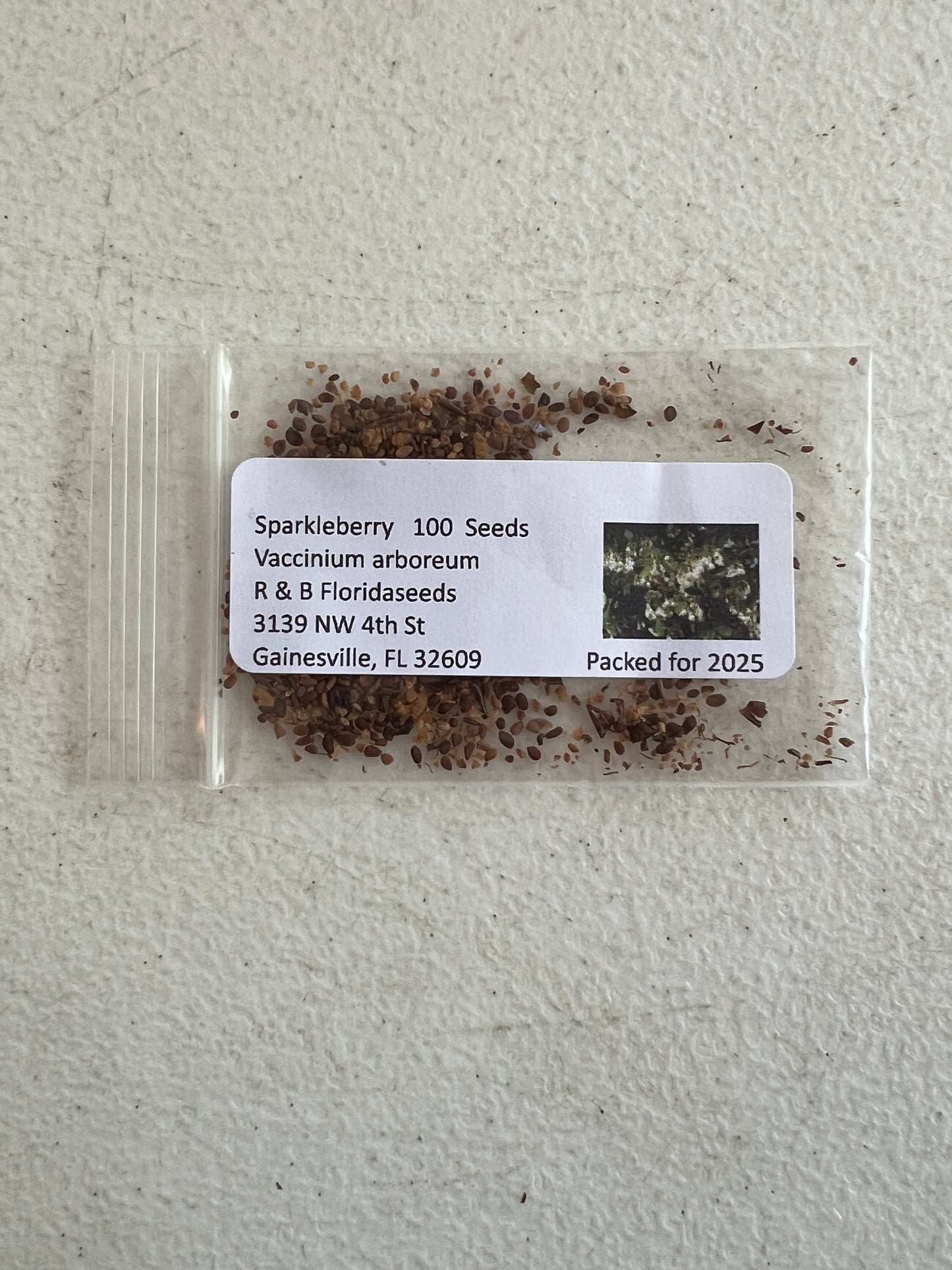 Sparkleberry Vaccinium arboreum 100 Seeds