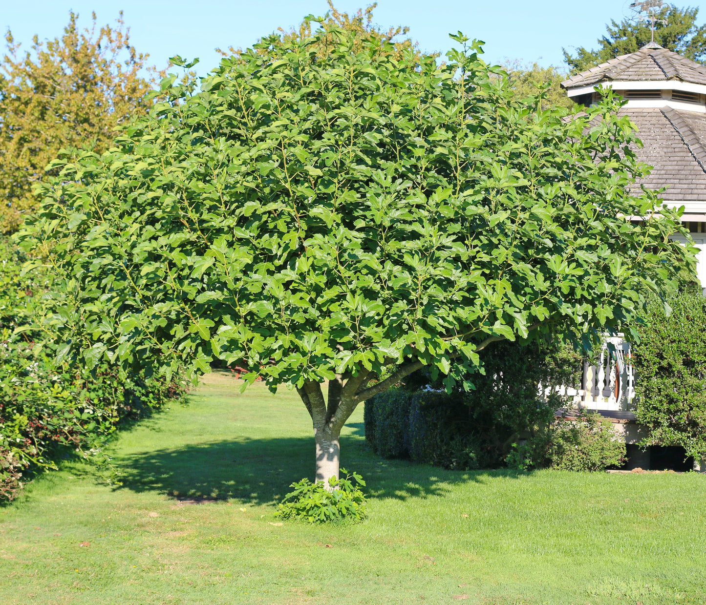 Common Fig Ficus carica 100 Seeds