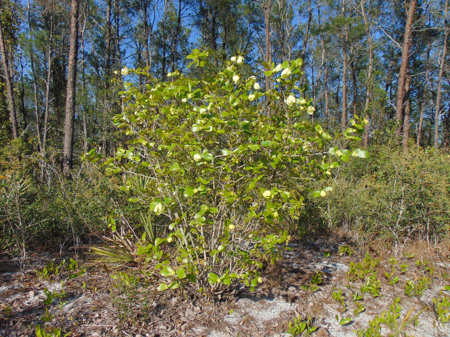 Bigflower Pawpaw Asimina obovata 10 Seeds