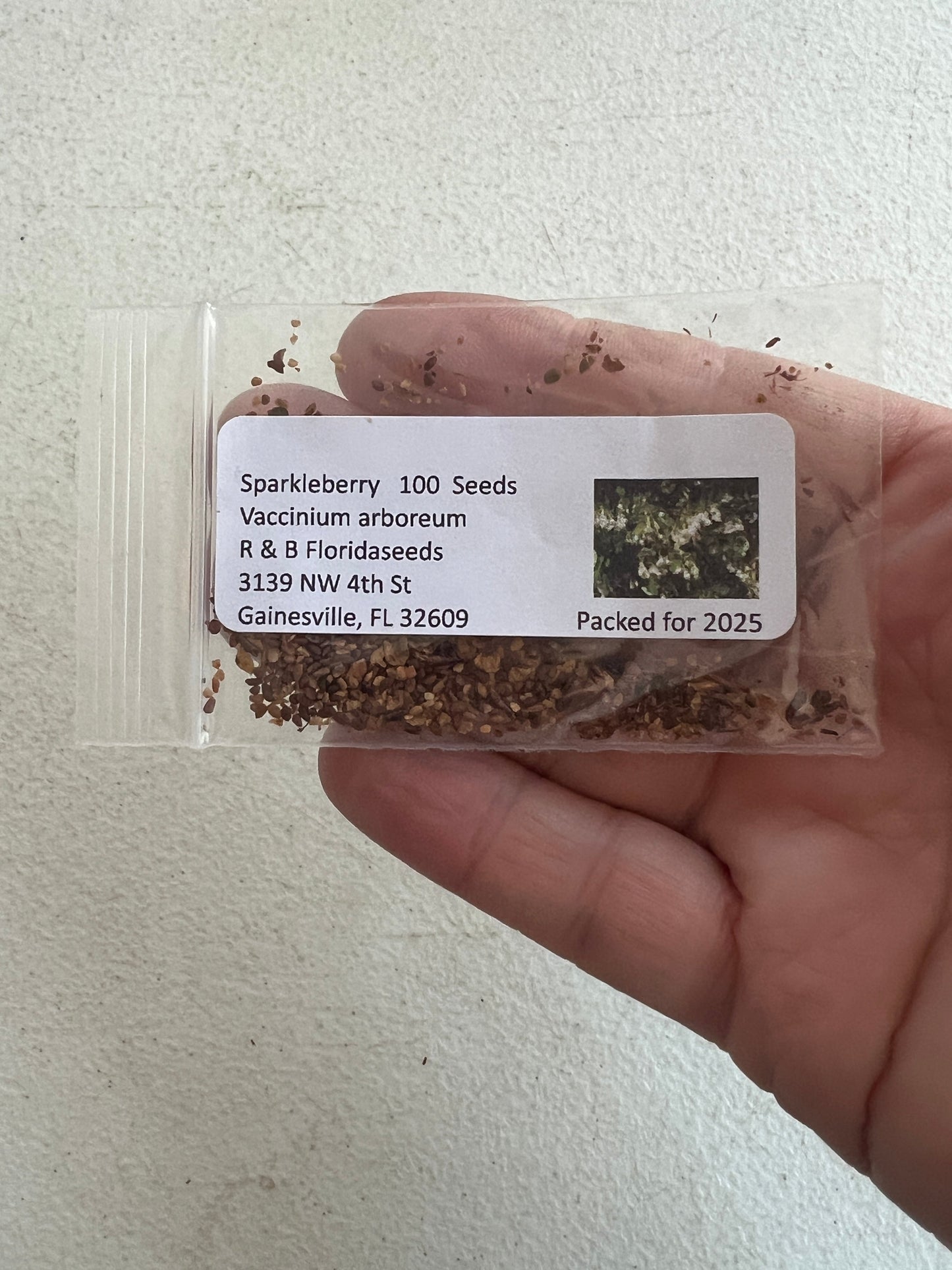 Sparkleberry Vaccinium arboreum 100 Seeds