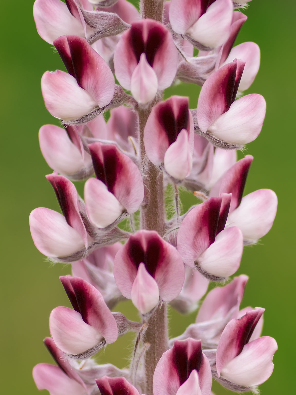 Lady Lupine   10 Seeds   Lupinus villosus