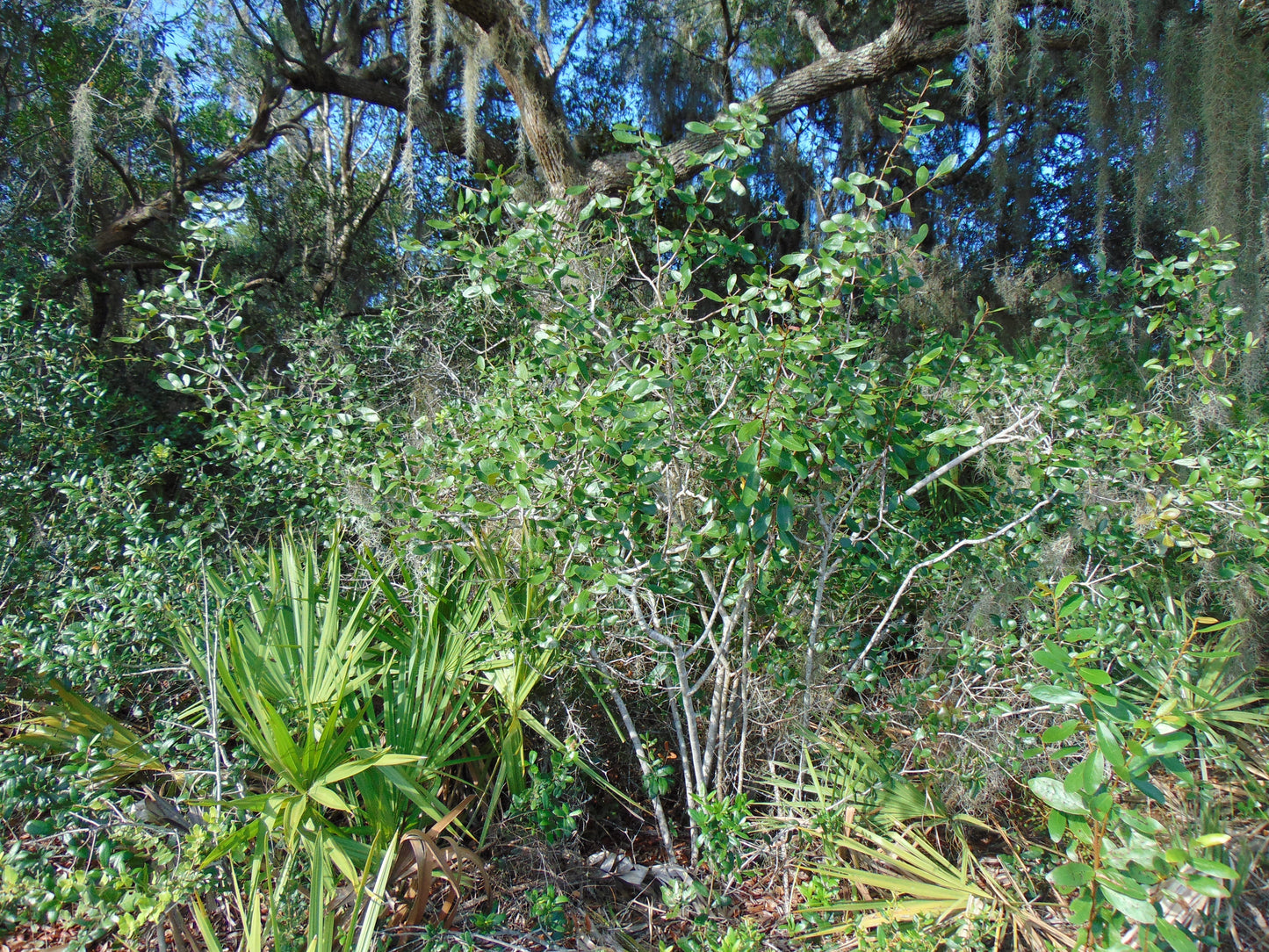 Bigflower Pawpaw Asimina obovata 10 Seeds