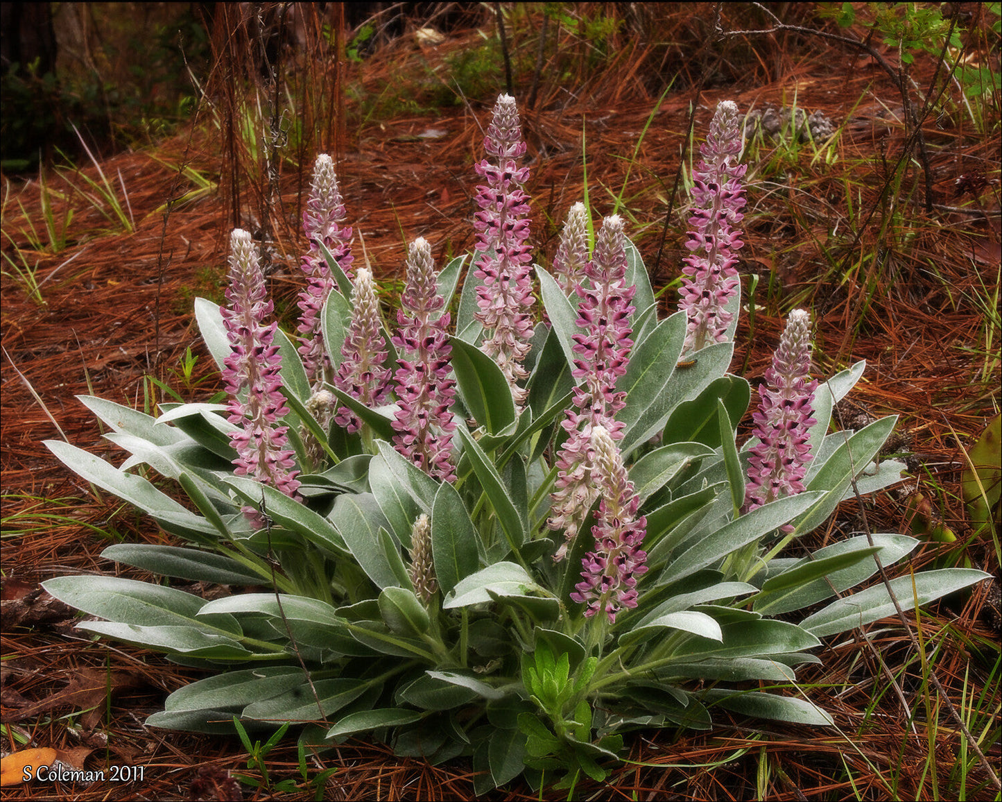 Lady Lupine   10 Seeds   Lupinus villosus