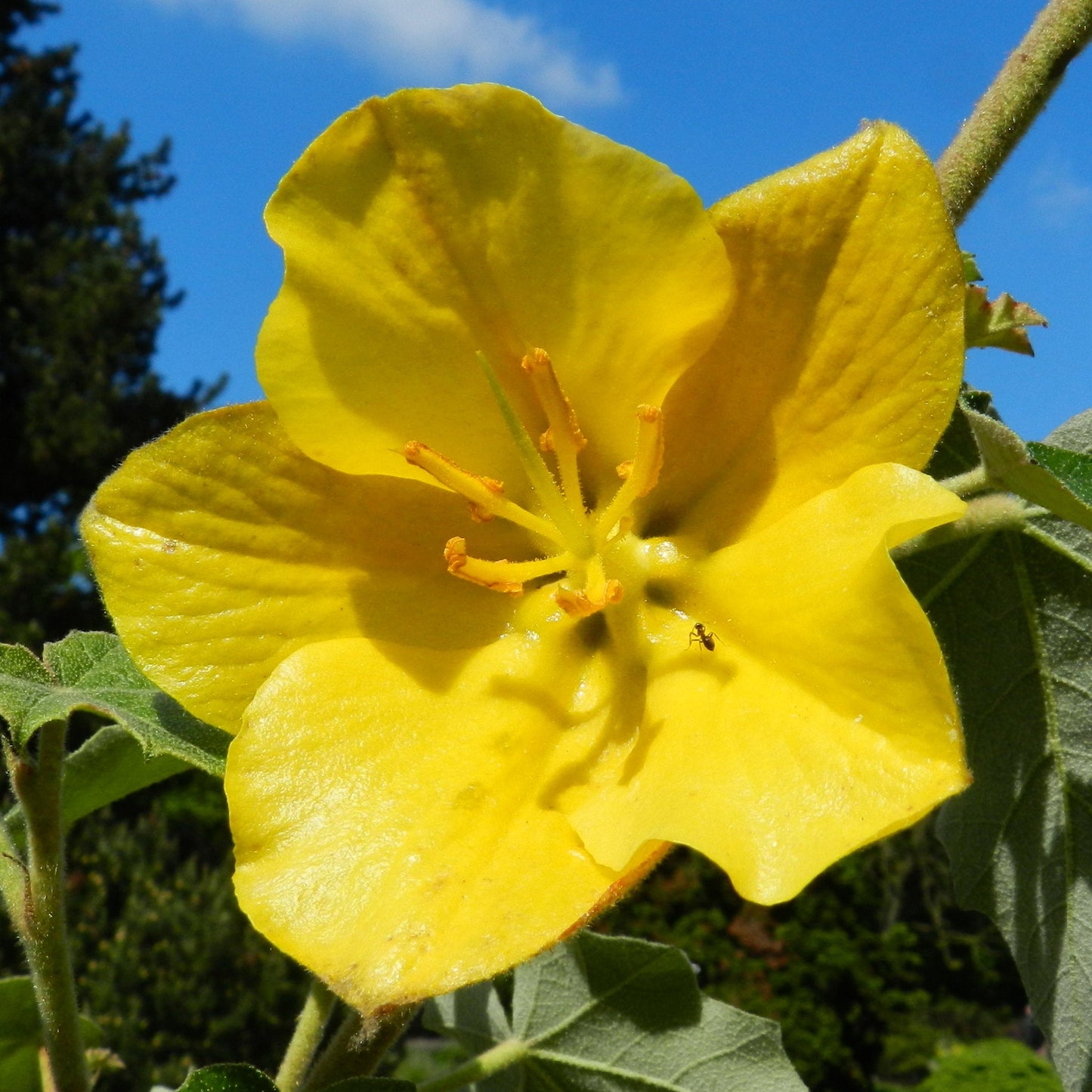 California Flannelbush  5 Seeds  Fremontodendron californicum