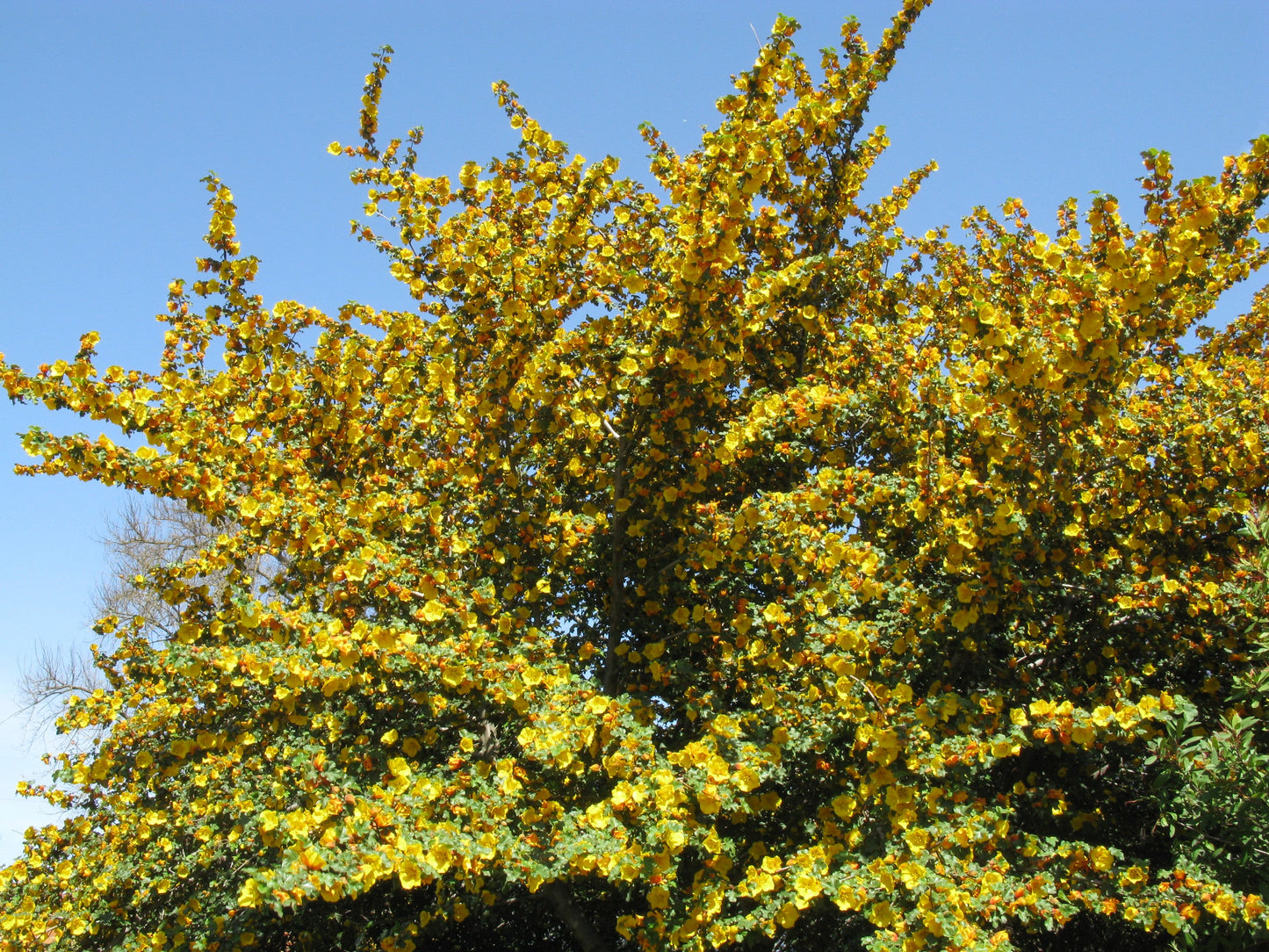 California Flannelbush  5 Seeds  Fremontodendron californicum