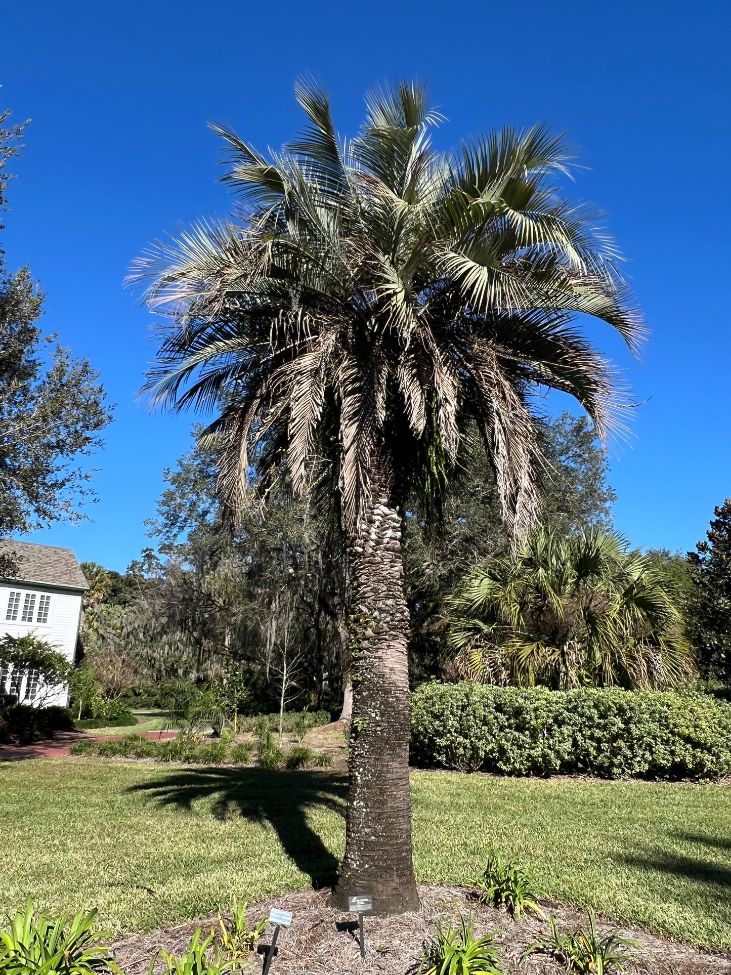 Jelly Palm Butia capitata 10 Seeds