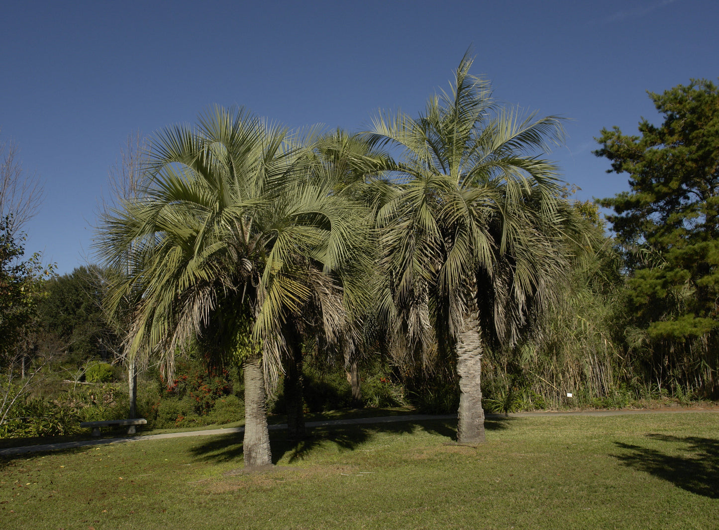 Jelly Palm Butia capitata 10 Seeds