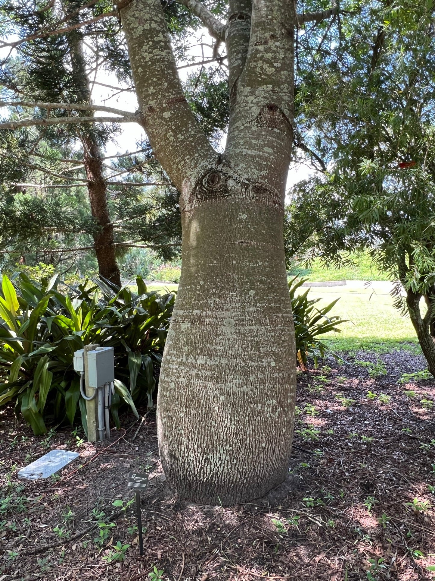 Queensland Bottle Tree   10 Seeds   Brachychiton rupetris