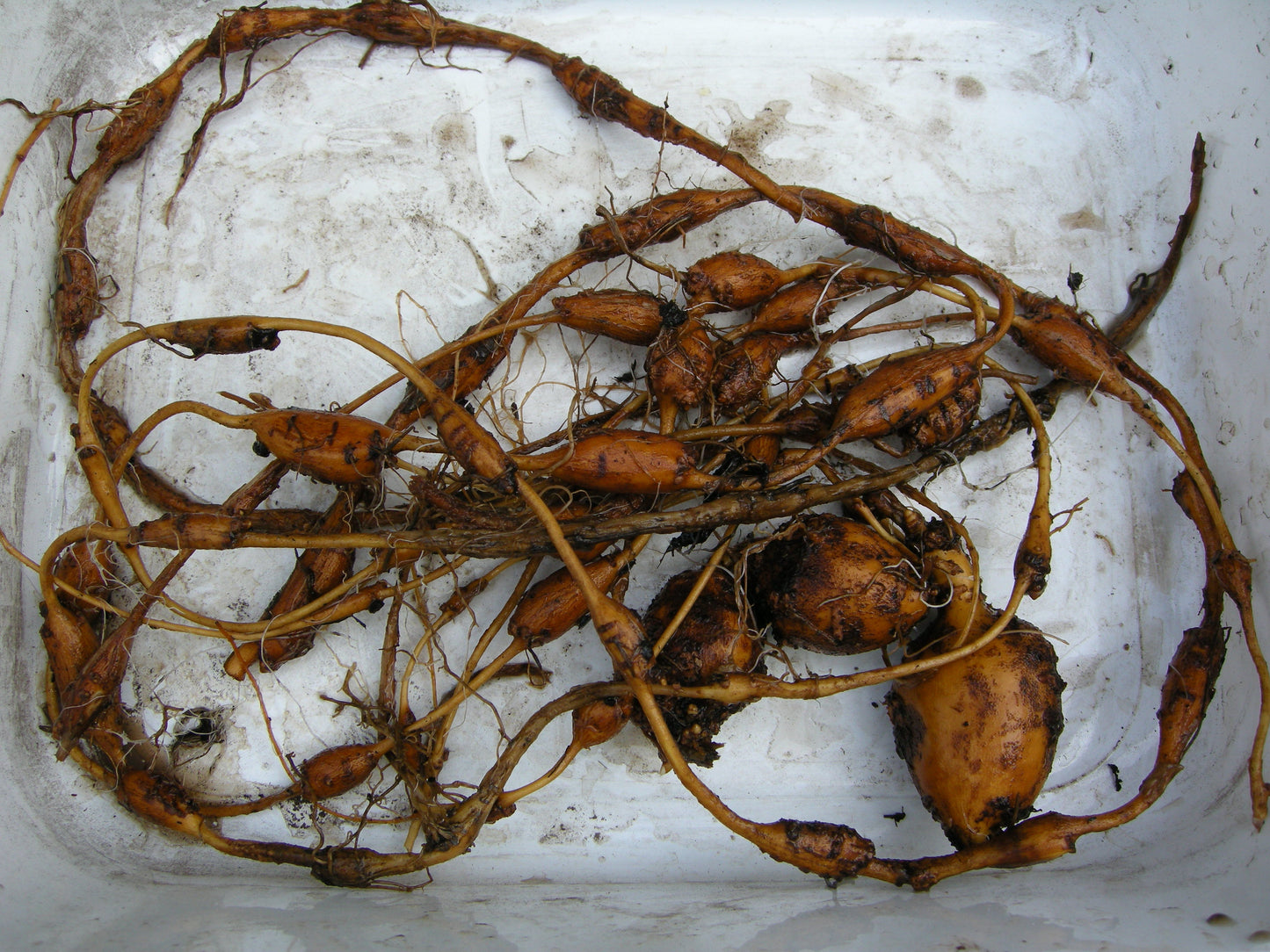 American Groundnut Apios americana 20 Seeds
