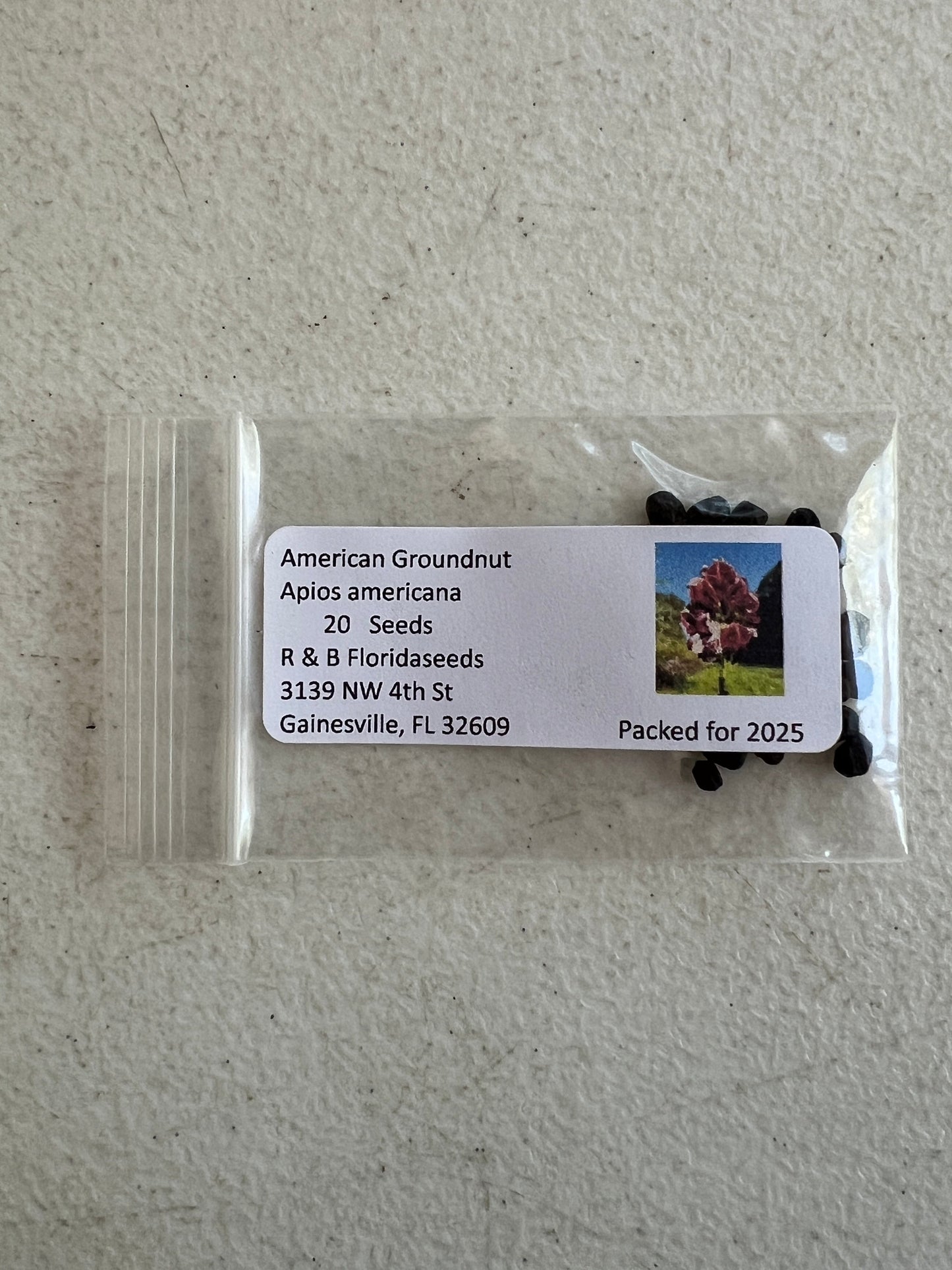American Groundnut Apios americana 20 Seeds