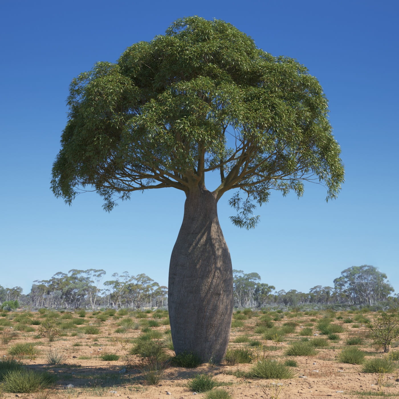 Queensland Bottle Tree   10 Seeds   Brachychiton rupetris