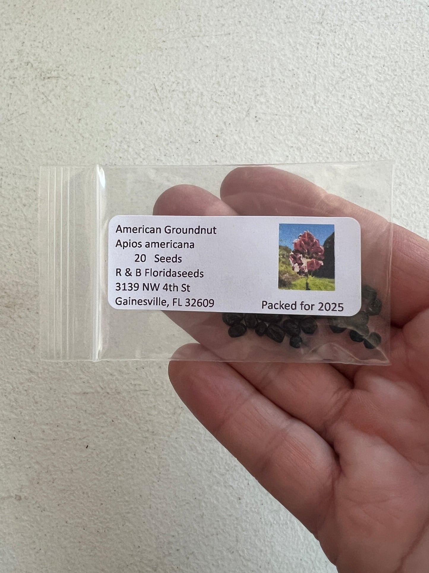 American Groundnut Apios americana 20 Seeds