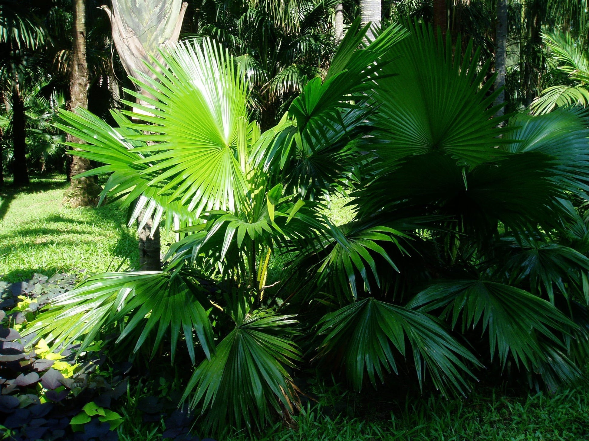 fountain palm plant Footstool Palm 10 Seeds Saribus rotundifolius – R&B Floridaseeds