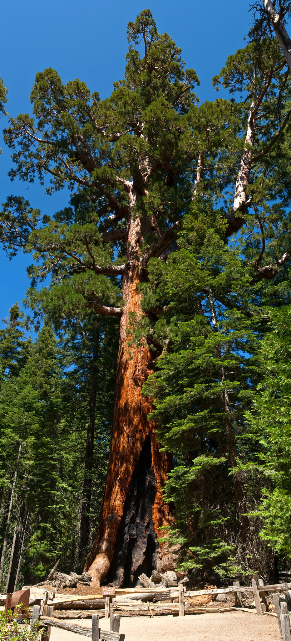 Giant Sequoia 20 Seeds Sequoiadendron Giganteum
