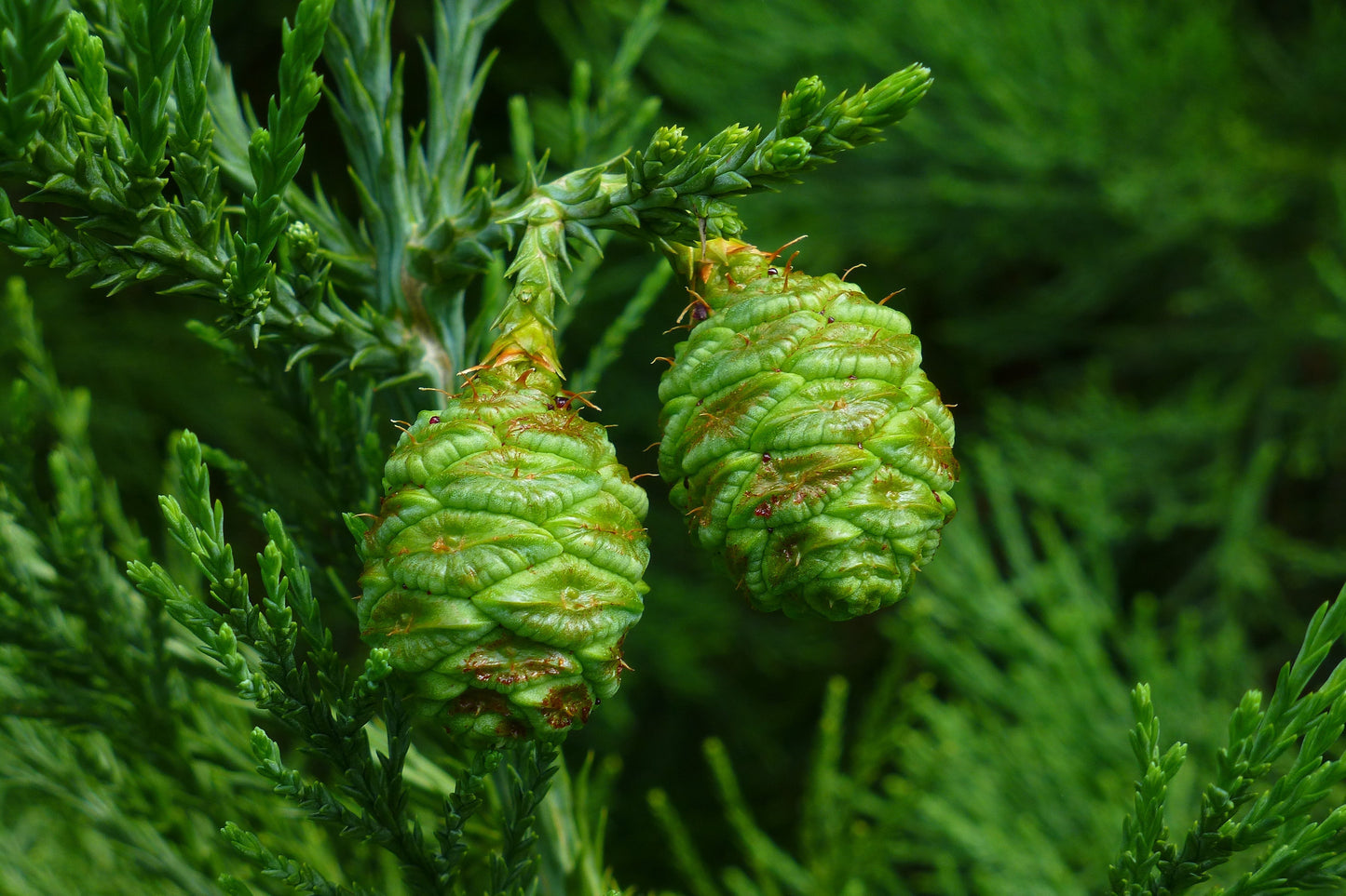 Giant Sequoia 20 Seeds Sequoiadendron Giganteum